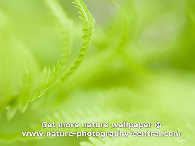 free nature desktop wallpapers. Source url:http://www.softforall.com/Desktop/Wallpaper/ 