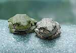 twin frogs sitting together