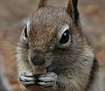 a chipmunk with food