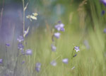 a single bluebell in a field
