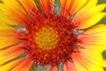 close up of a sunflower