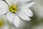a white flower with dew drops
